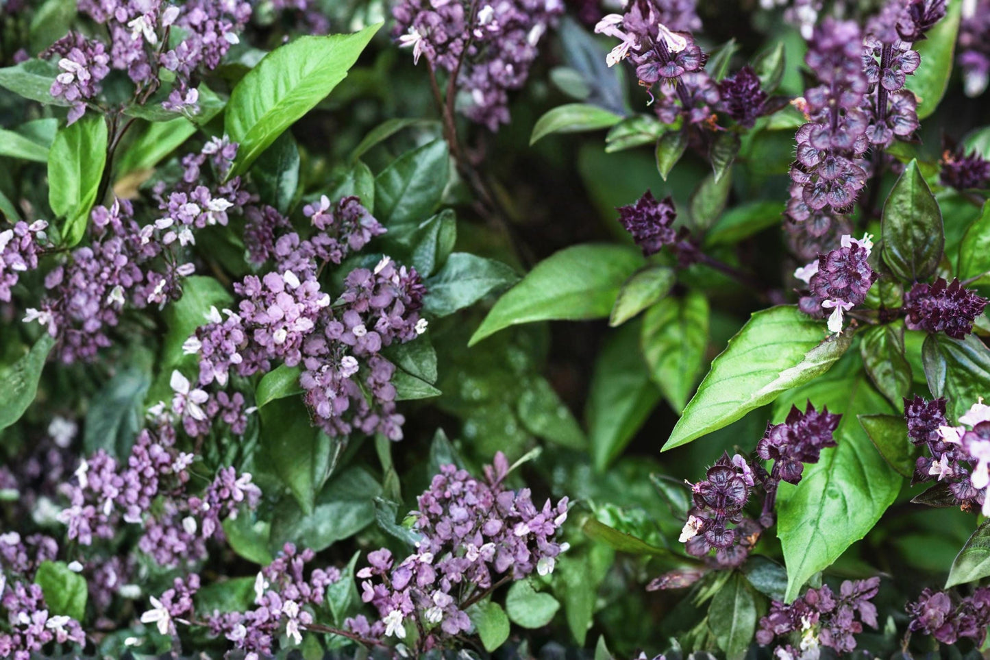 Cinnamon Basil Seeds – Ocimum basilicum – Aromatic Herb for Herb Gardens & Containers – 75 Seeds