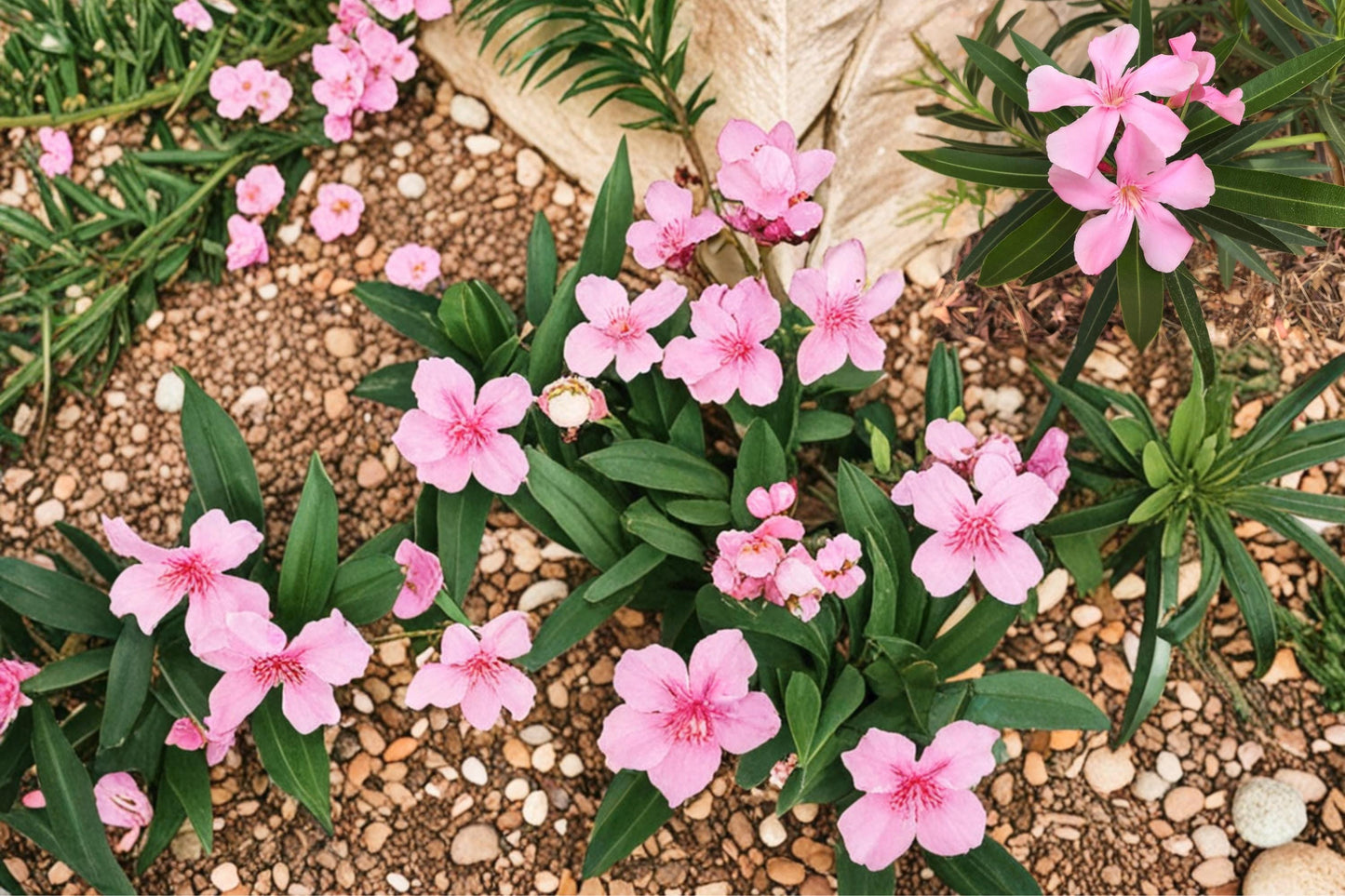 Oleander Seeds – Nerium oleander Evergreen Shrub with Pink, White, or Red Flowers for Hedges and Borders