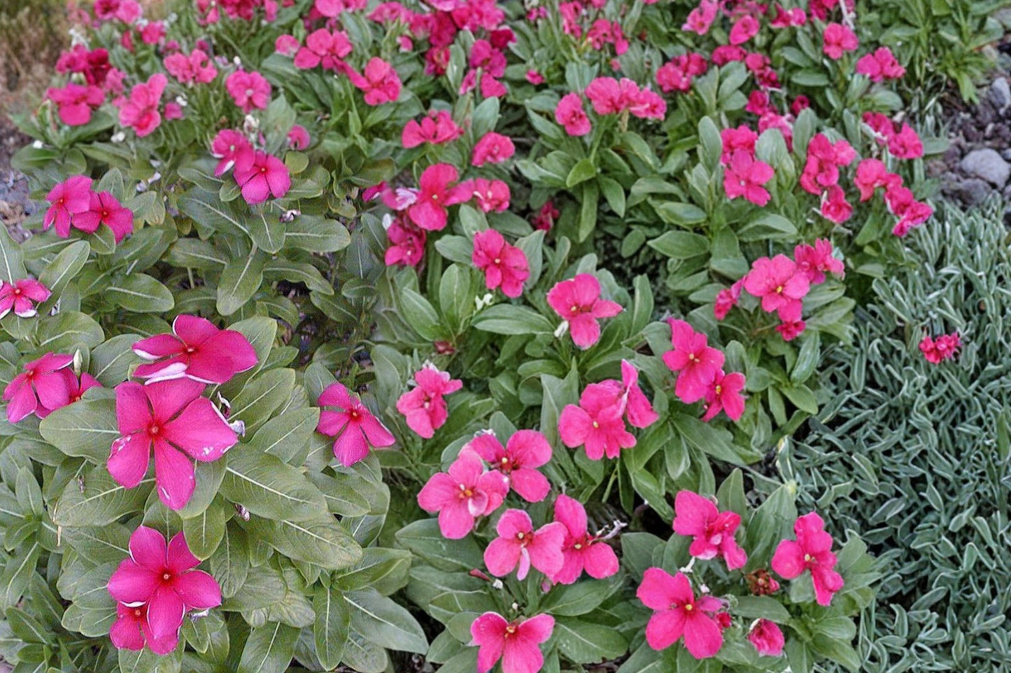 Madagascar Periwinkle Seeds – Catharanthus roseus Herbaceous Annual with Pink, White, or Red Flowers for Garden, Container, Borders