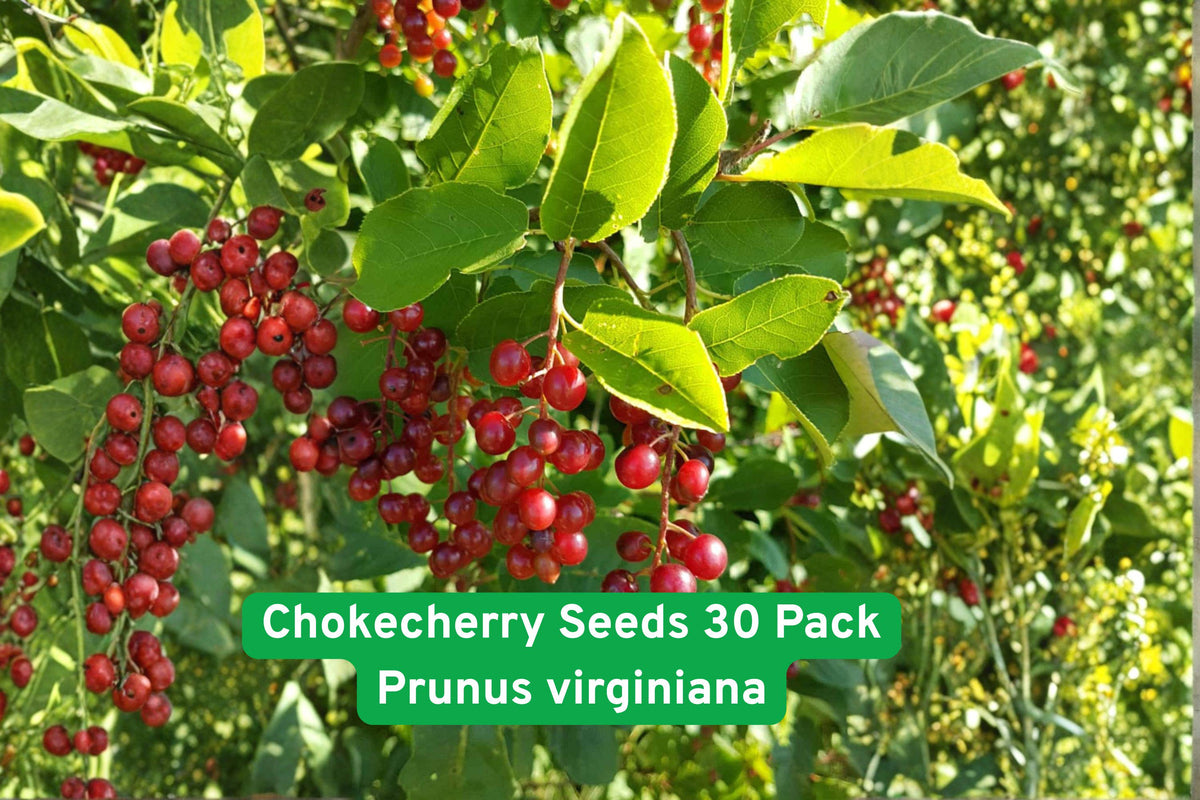 Chokecherry Seeds 30 Pack Prunus virginiana for Edible Landscaping, Jam, Jelly, Syrup, Wine, Hardy Shrub or Small Tree