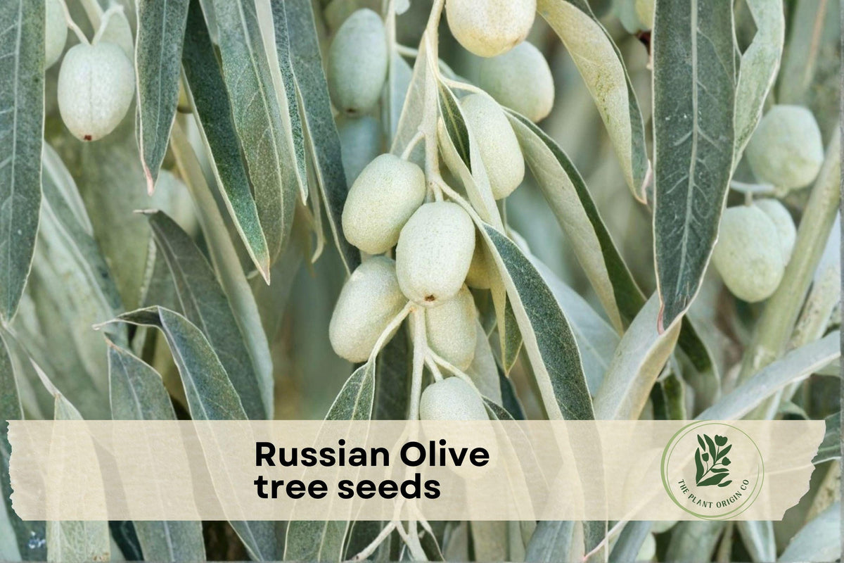Russian Olive Tree Seeds, Elaeagnus angustifolia, Outdoor Landscaping, Garden Tree Seeds, Hardy Perennial Tree, Full Sun, Well-Draining Soil