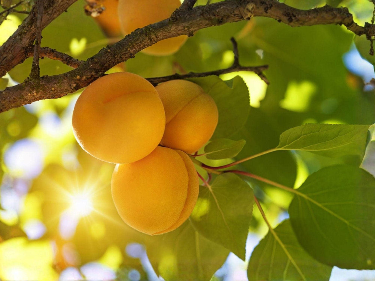 Apricot Fruit Tree Bare Root 2 Feet, Prunus armeniaca, Cold Hardy, Early Summer Harvest, Live Orchard Trees, Yellow-Orange Fruit