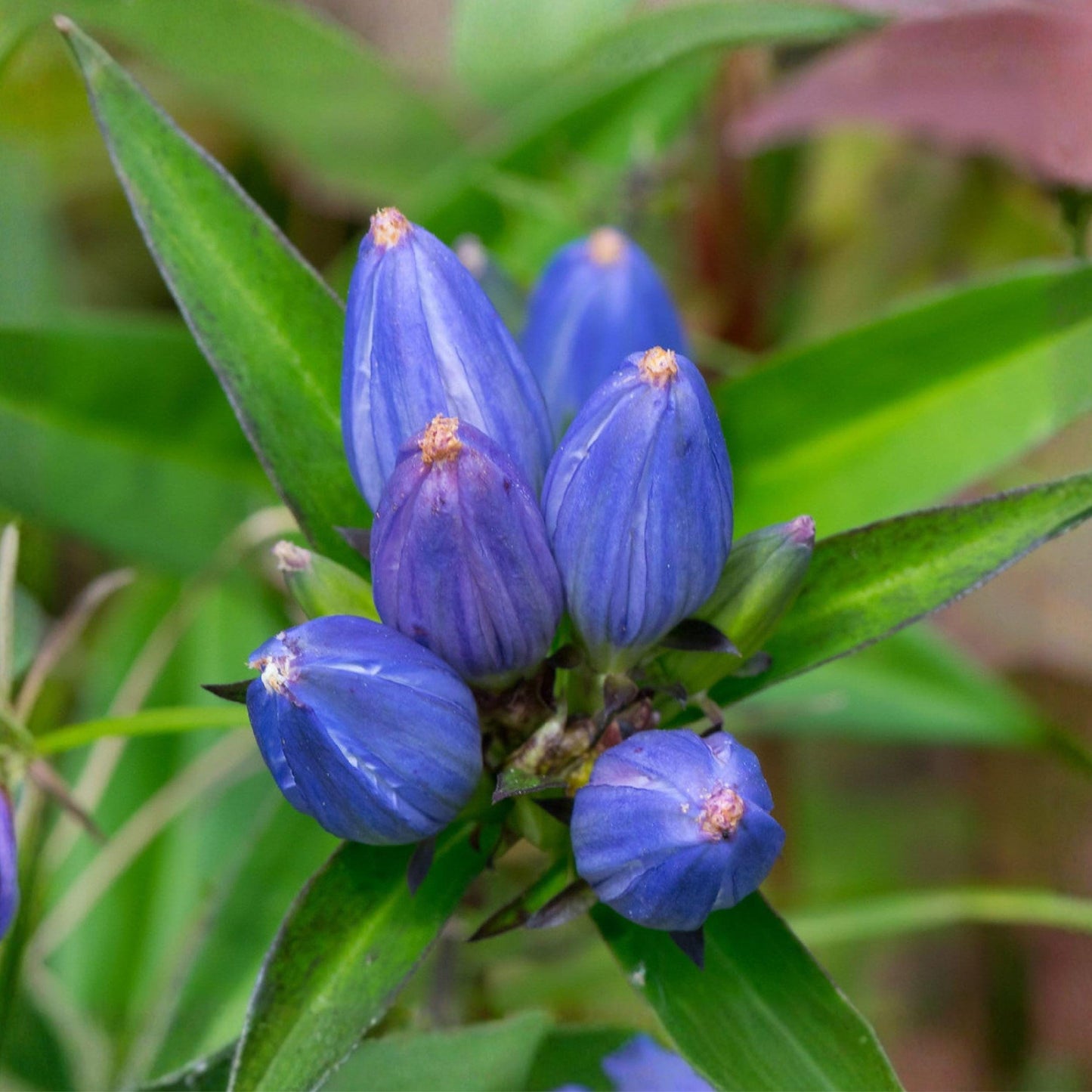 Bottle Gentian Seeds – 100 Native Blue Wildflower for Shade Gardens, Pollinator Plant, Gentiana andrewsii