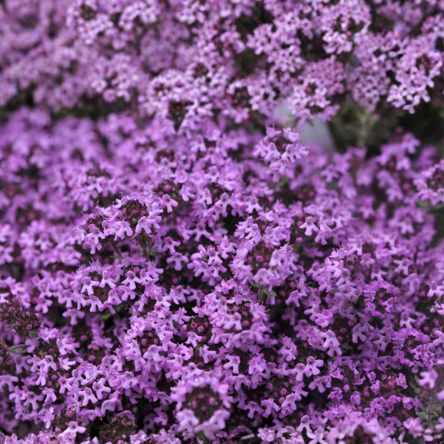 Creeping Thyme Seeds, Thymus serpyllum, Ground Cover Herb, Pollinator Plant, Low-Growing, 100 Seeds