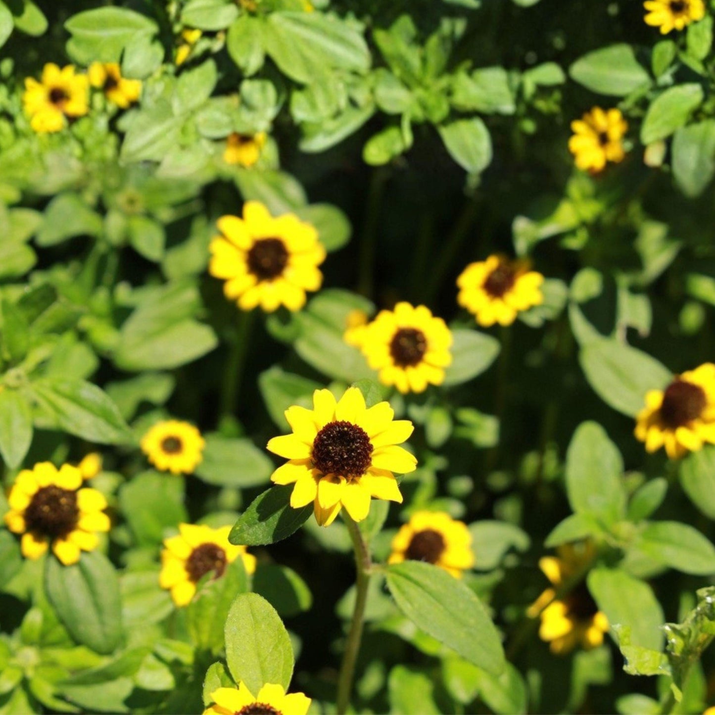 Creeping Zinnia Seeds, Sanvitalia procumbens, Groundcover Annual with Yellow Flowers, 100 Seeds