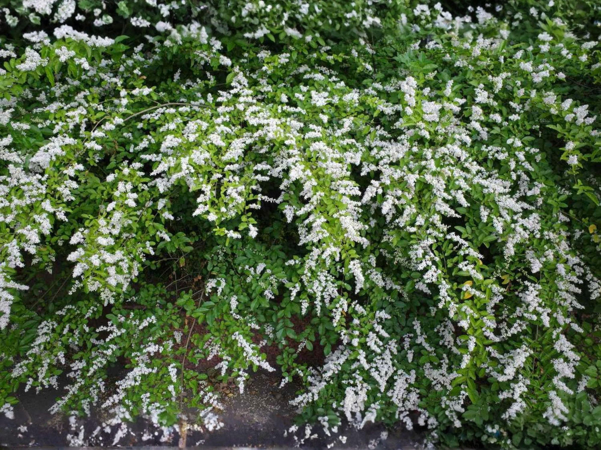 Chinese Privet Cuttings 6 Inch Ligustrum sinense Shrub for Hedge and Landscaping, White Flowers
