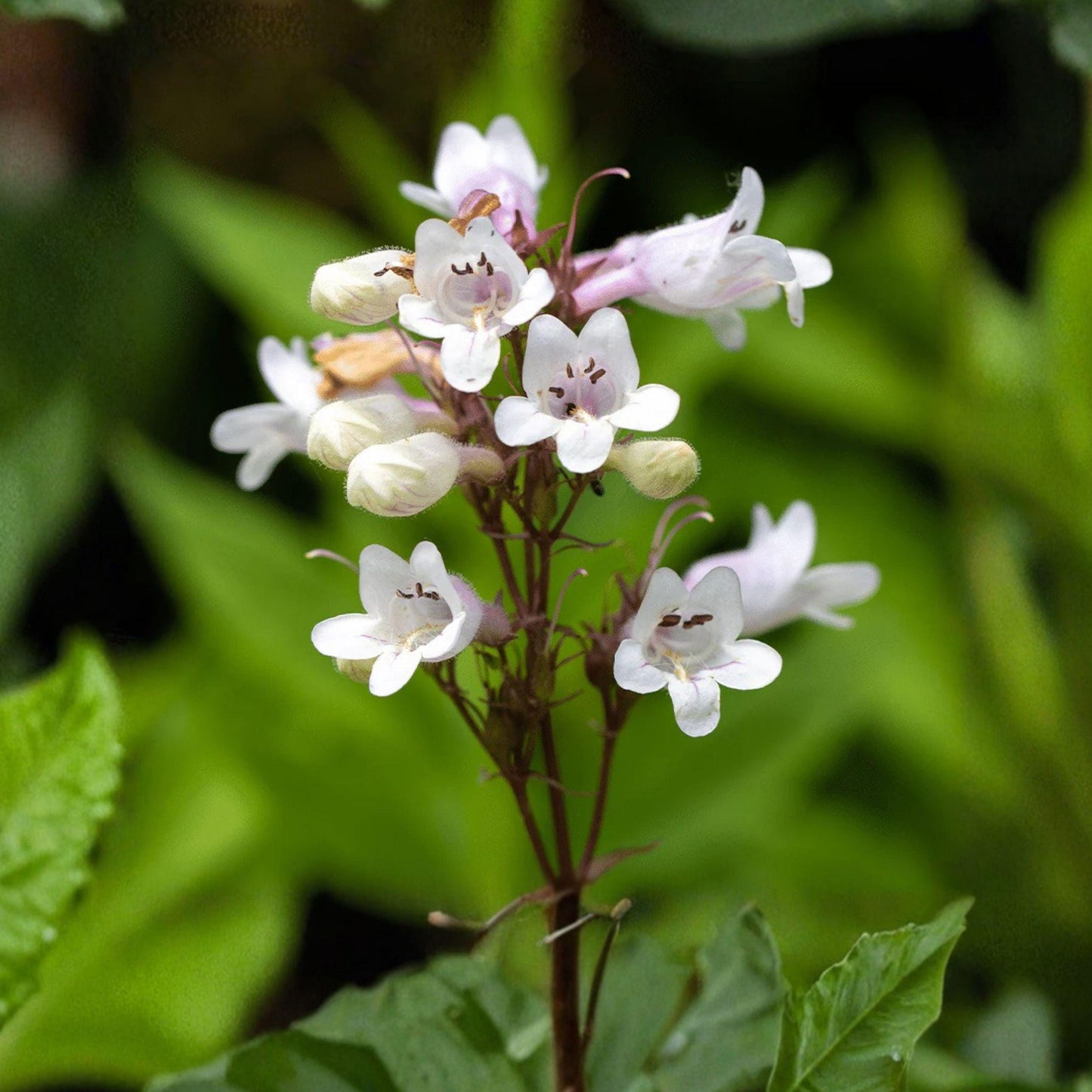 Foxglove Beardtongue Seeds | Penstemon digitalis | Native Perennial Wildflower | White Pollinator Garden Plant