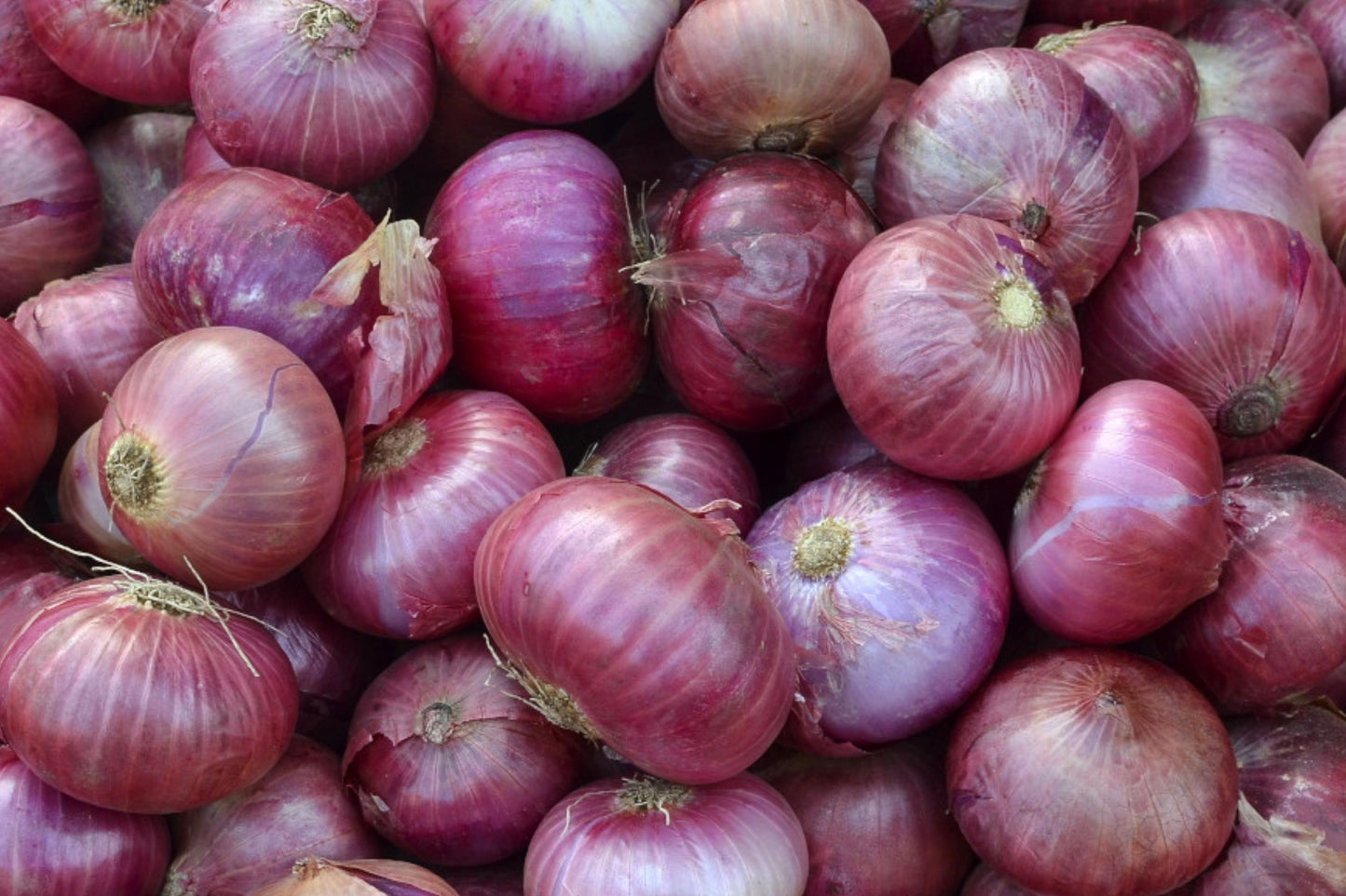 Red Burgundy Onion Seeds – Heirloom Non-GMO Bulb-Forming Garden Planting, Deep Red Color, Sweet Mild Flavor, High Yield