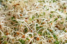 Heirloom Alfalfa Seeds for Microgreens & Cover Crops – Non-GMO, High Germination, Bright Green Sprouts, 1500+ Seeds