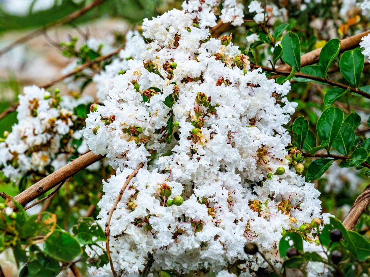 White Crepe Myrtle Plants – Lagerstroemia indica Flowering Shrub, 6-Inch Starter Plants for Garden & Landscape