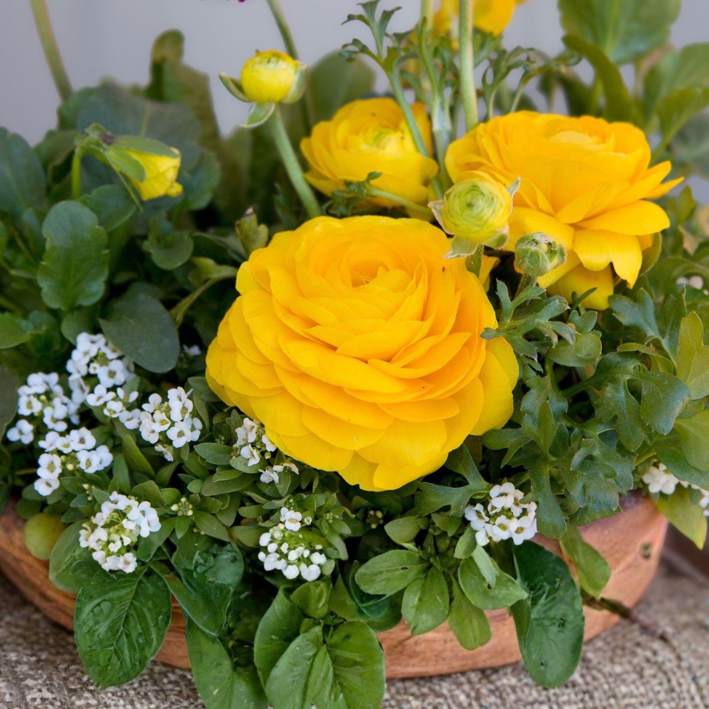 Yellow Ranunculus Bulbs – 10 Peony-Style Spring Garden Flowers for Bright Yellow Blooms, Ornamental Cut Flowers, Ranunculus asiaticus