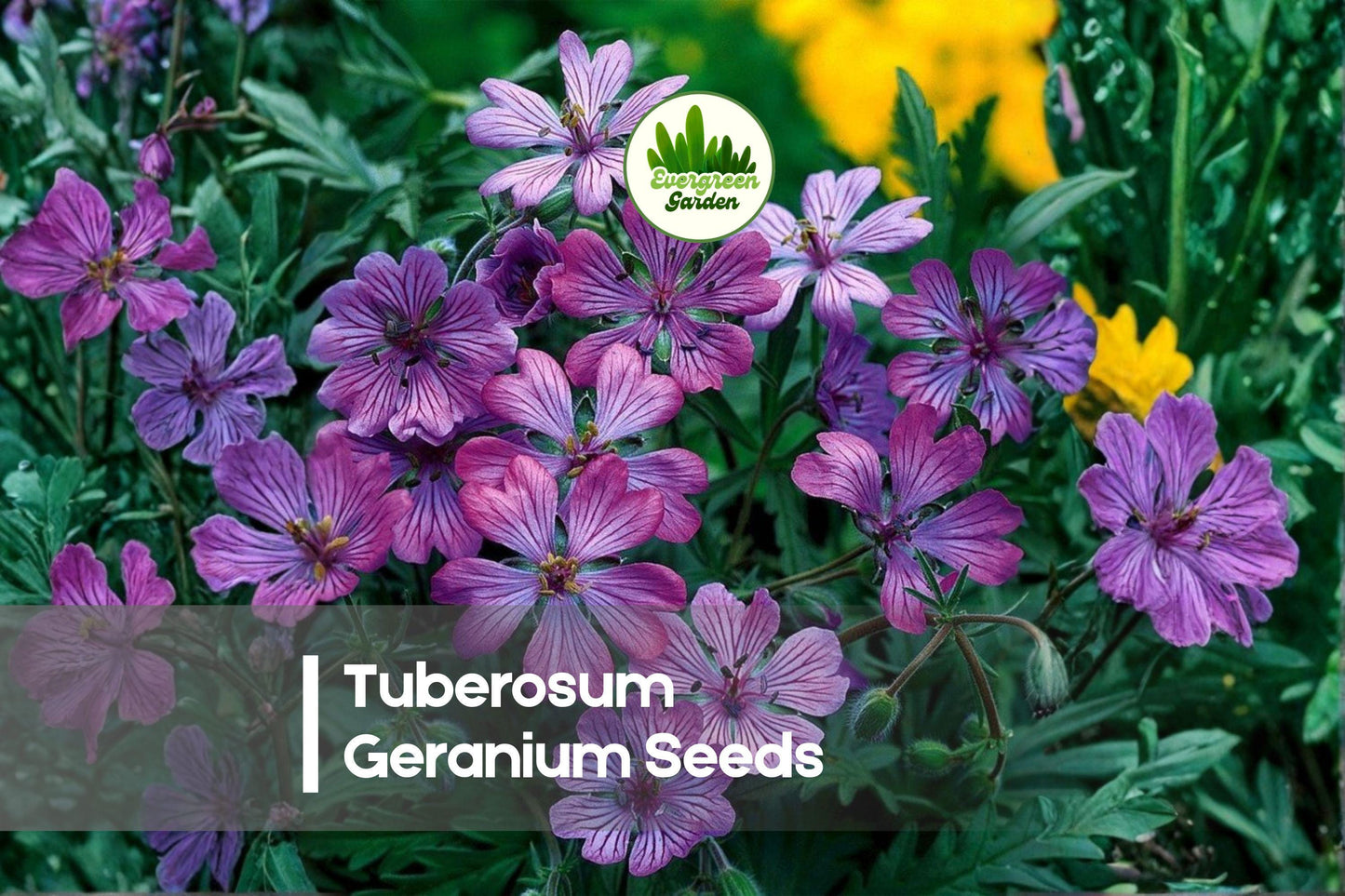 25 Tuberosum Geranium Seeds - Perennial Cranesbill Geranium with Soft Pink Flowers, Easy-Care, Pollinator-Friendly, Geranium tuberosum