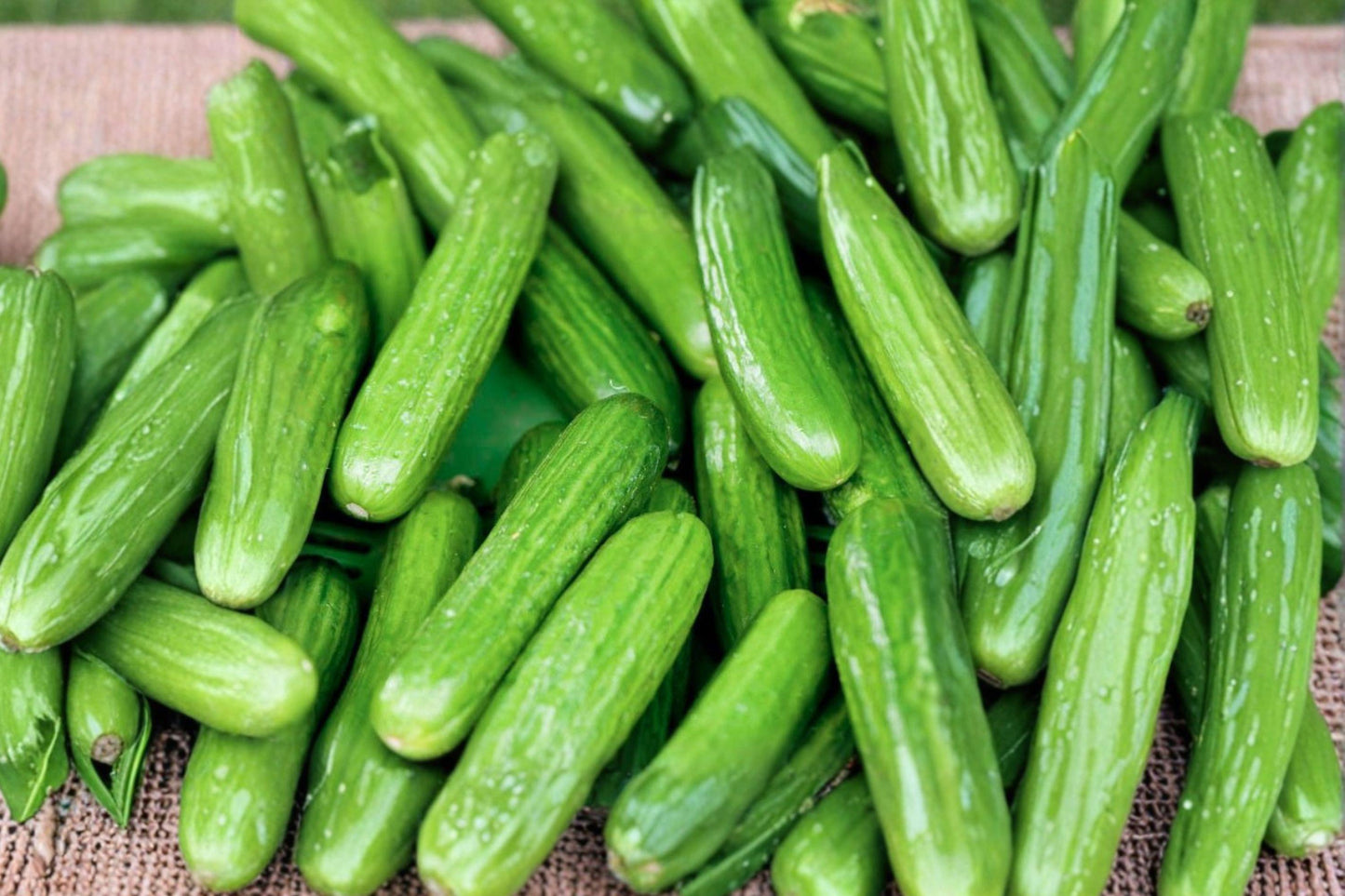 Beit Alpha Cucumber Seeds – Organic Heirloom Persian Lebanese, Burpless, Sweet Crisp, 100+ Seeds for Garden, Greenhouse & Raised Beds