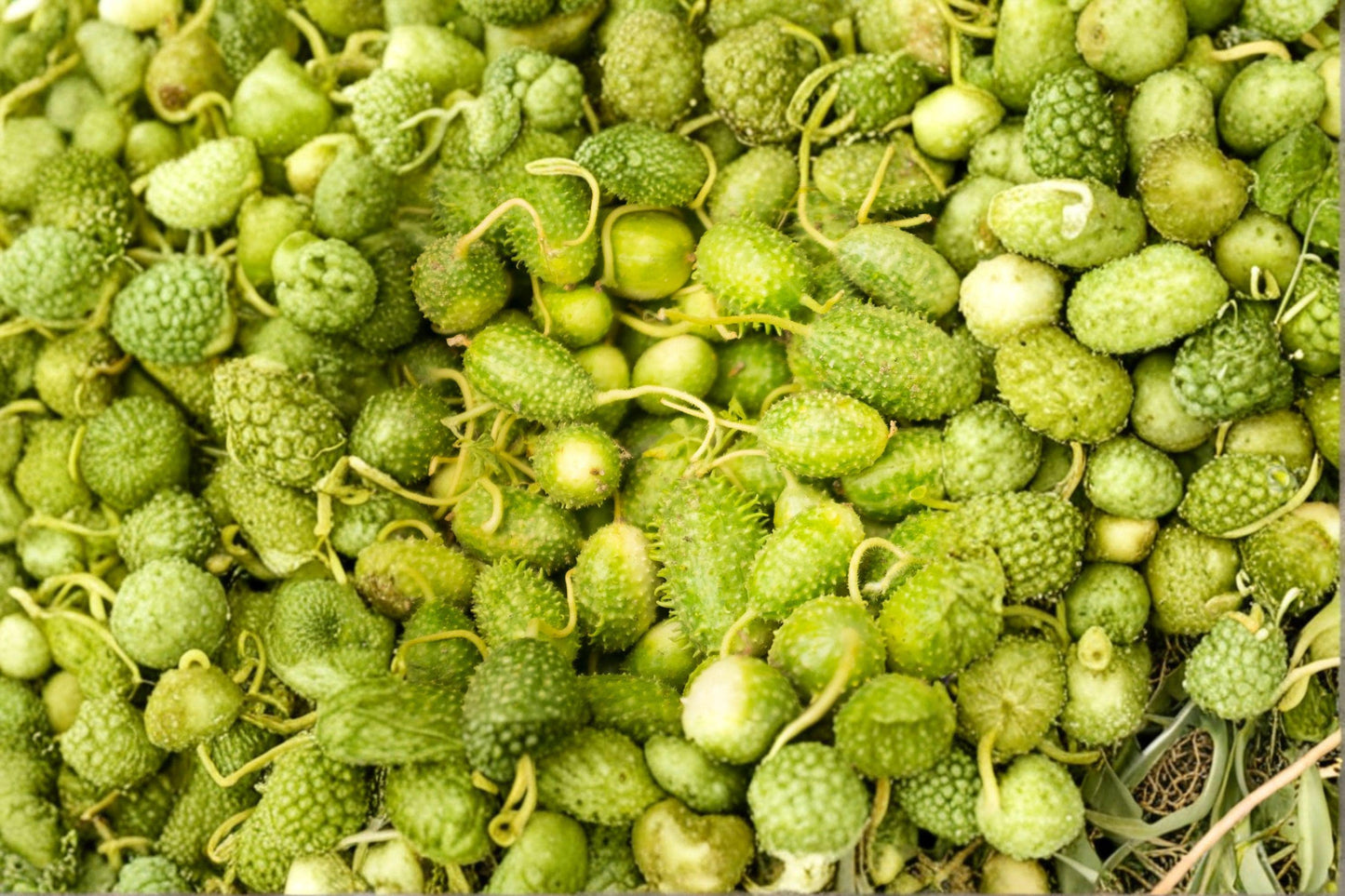 West Indian Gherkin Seeds, Heirloom Spiny Cucumber for Pickling, 100+ Non-GMO Seeds, Small Green Fruits, Vining Plant