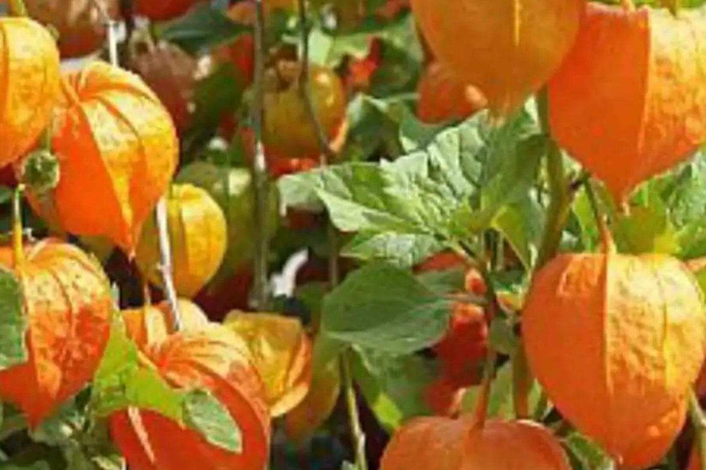 Cape Gooseberry Seeds – Rare Heirloom, Non-GMO, High Yield Physalis Fruit Planting, 50+ Seeds for Garden, Container, or Raised Bed