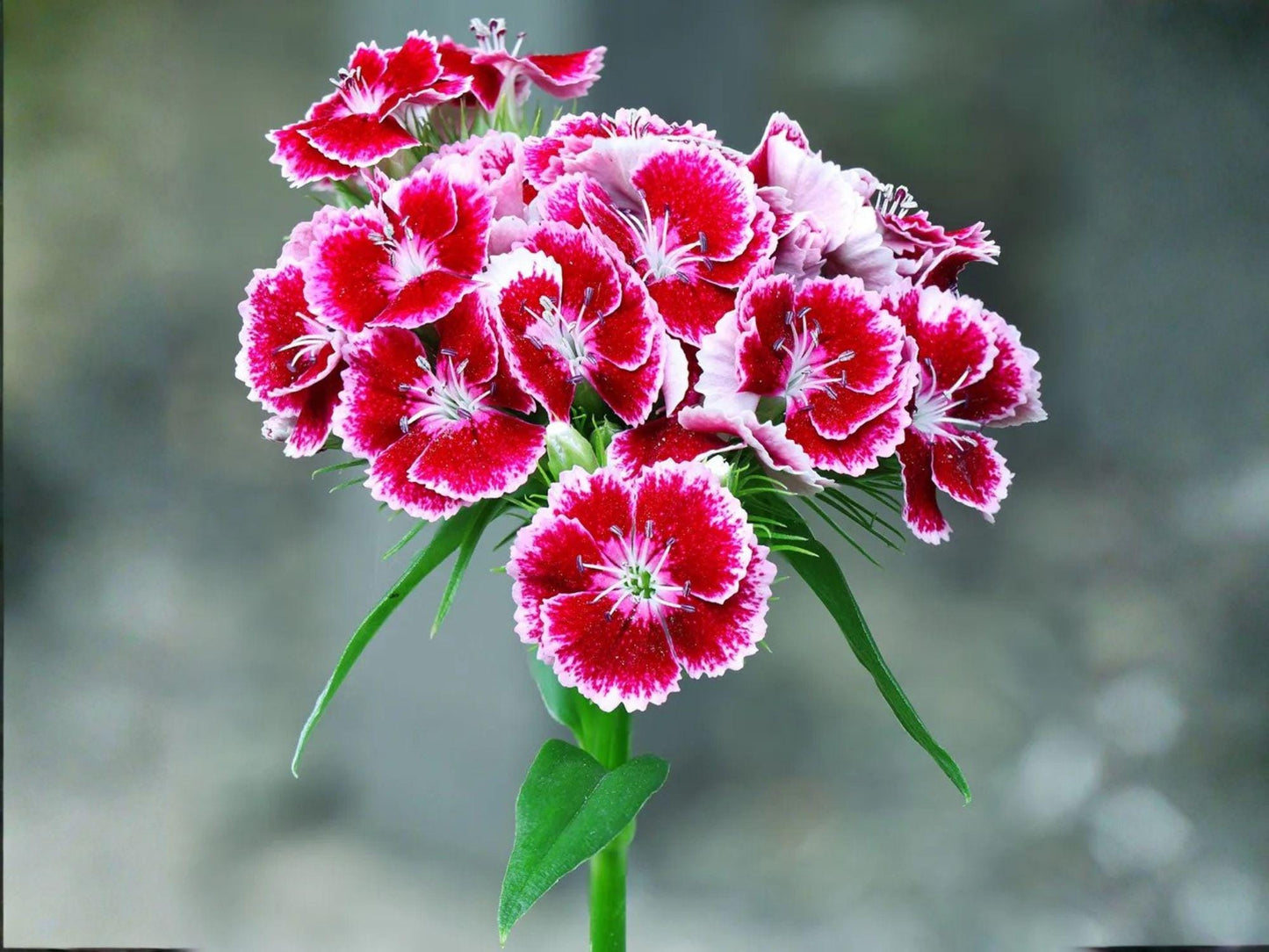 Sweet William Seeds - Heirloom Dianthus barbatus for Cottage Garden, Pollinator Attracting, Non-GMO, Open-Pollinated Flower Seeds
