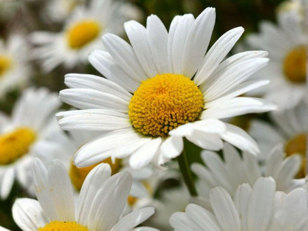 Creeping Daisy Seeds, Heirloom, Non-GMO, White Flowers, Ground Cover, Pollinator-Friendly, Chrysanthemum paludosum