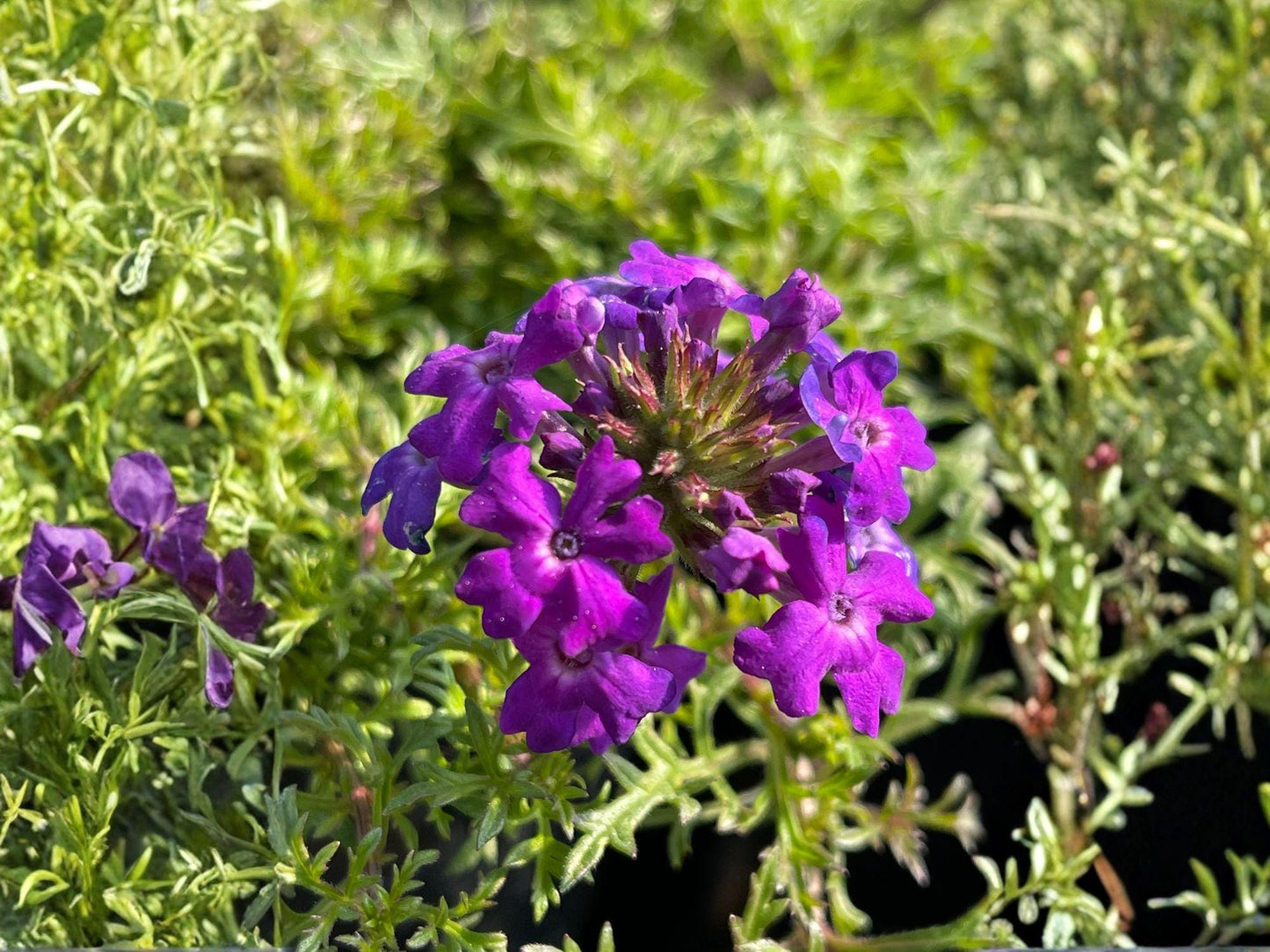 Moss Verbena Seeds - Heirloom Purple Ground Cover, Pollinator Friendly, Verbena tenuisecta, Non-GMO, Open-Pollinated, 100 Seeds