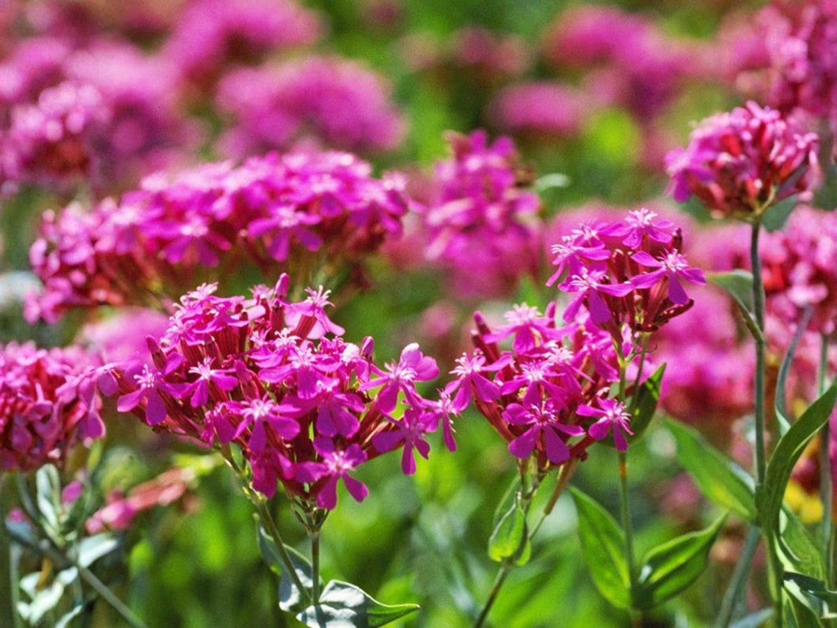 Heirloom Pink Wildflower Seeds, Non-GMO Pollinator Garden Plant, Silene armeria, Bright Pink Clusters, Easy to Grow