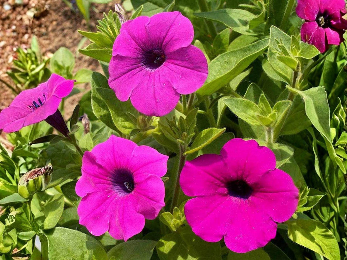 Shanin Wild Petunia Seeds - Heirloom Non-GMO Purple Flower Garden Seeds - Petunia violacea, Wildflower, Pollinator Friendly