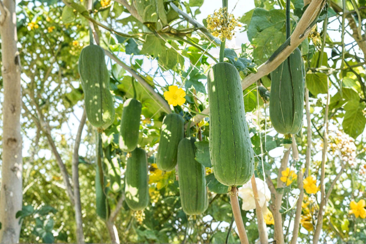 Luffa Gourd Seeds, Heirloom Climbing Vine for Natural Sponges, Dishcloths, Eco-Friendly Garden Plant (12 Seeds)