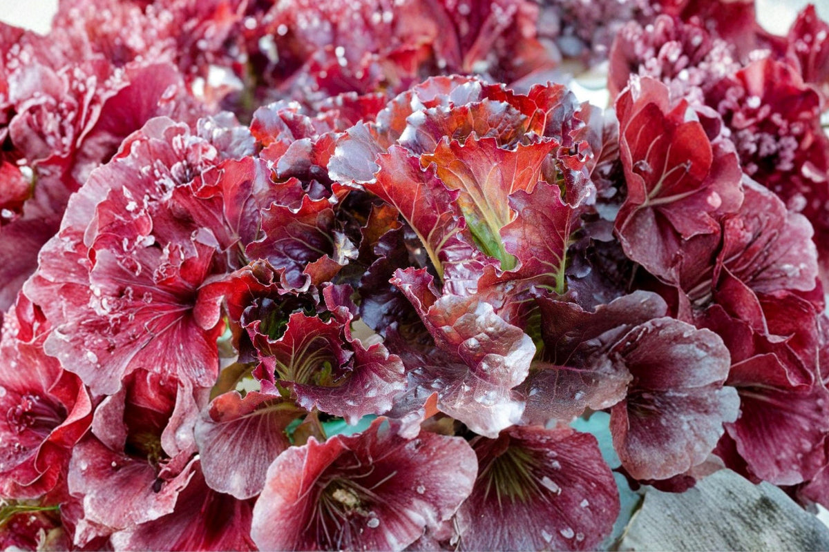 Ruby Red Lettuce Seeds – Rare Crisp Greens for Salads, 500+ Seeds, Deep Red Foliage, Lactuca sativa