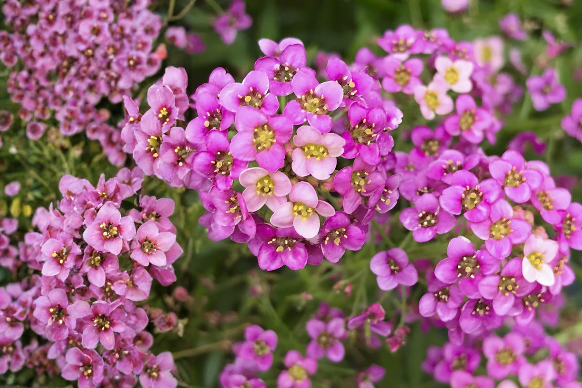 Dwarf Pink Sweet Alyssum Seeds, Lobularia maritima, Fragrant Ground Cover & Border Plant, Easy to Grow, Pollinator Attractant