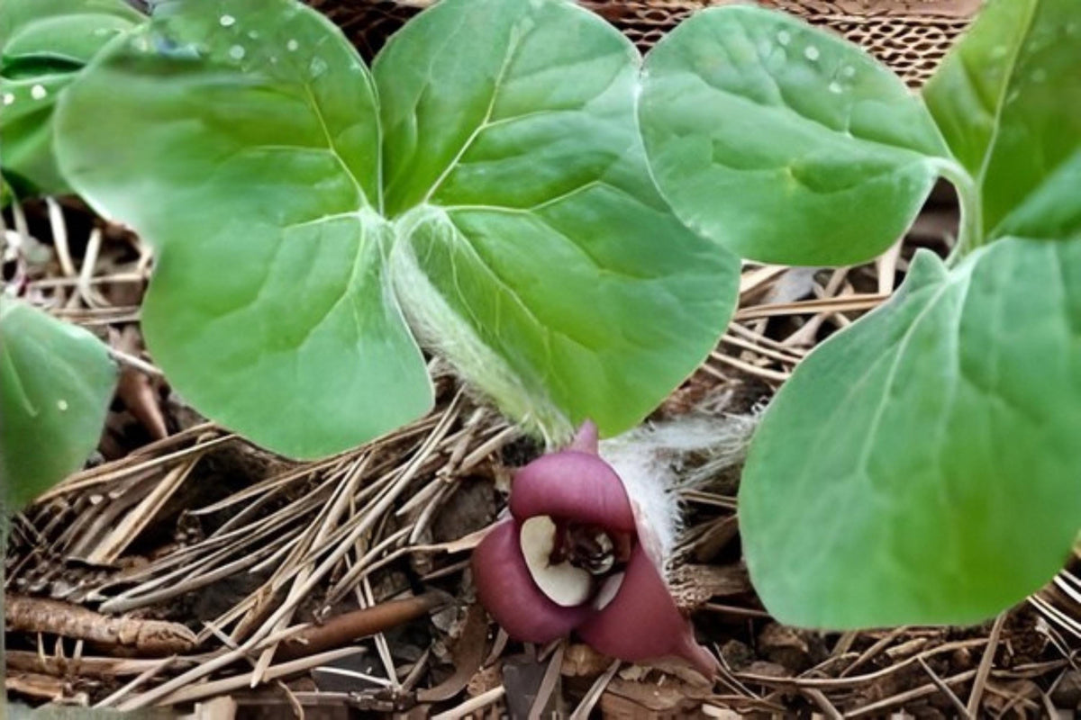 Wild Ginger Seeds, Native Woodland Plant, Heart-Shaped Leaves, Asarum canadense, Shade Garden Ground Cover, Native Plant Seeds