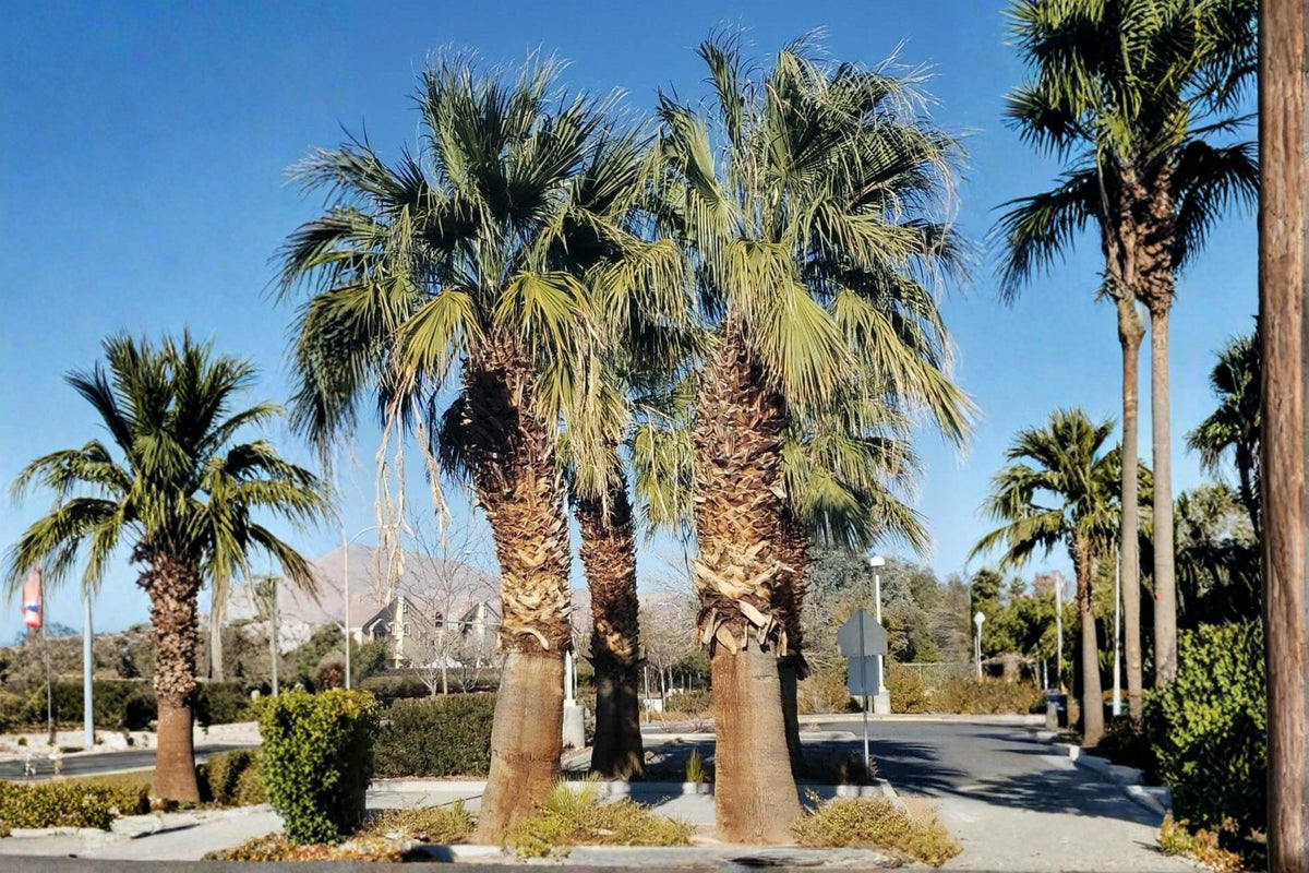 California Fan Palm Seeds – Washingtonia filifera, Desert-Adapted Fan Palm Tree, Drought Tolerant, Full Sun, Ornamental Landscape