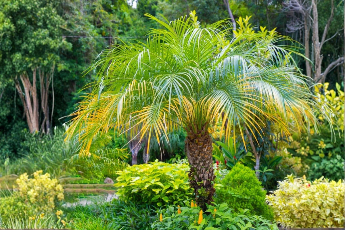 Pygmy Date Palm Seeds – Phoenix roebelenii, Ornamental Tropical Palm, Small Evergreen Plant, Dwarf Landscape Palm