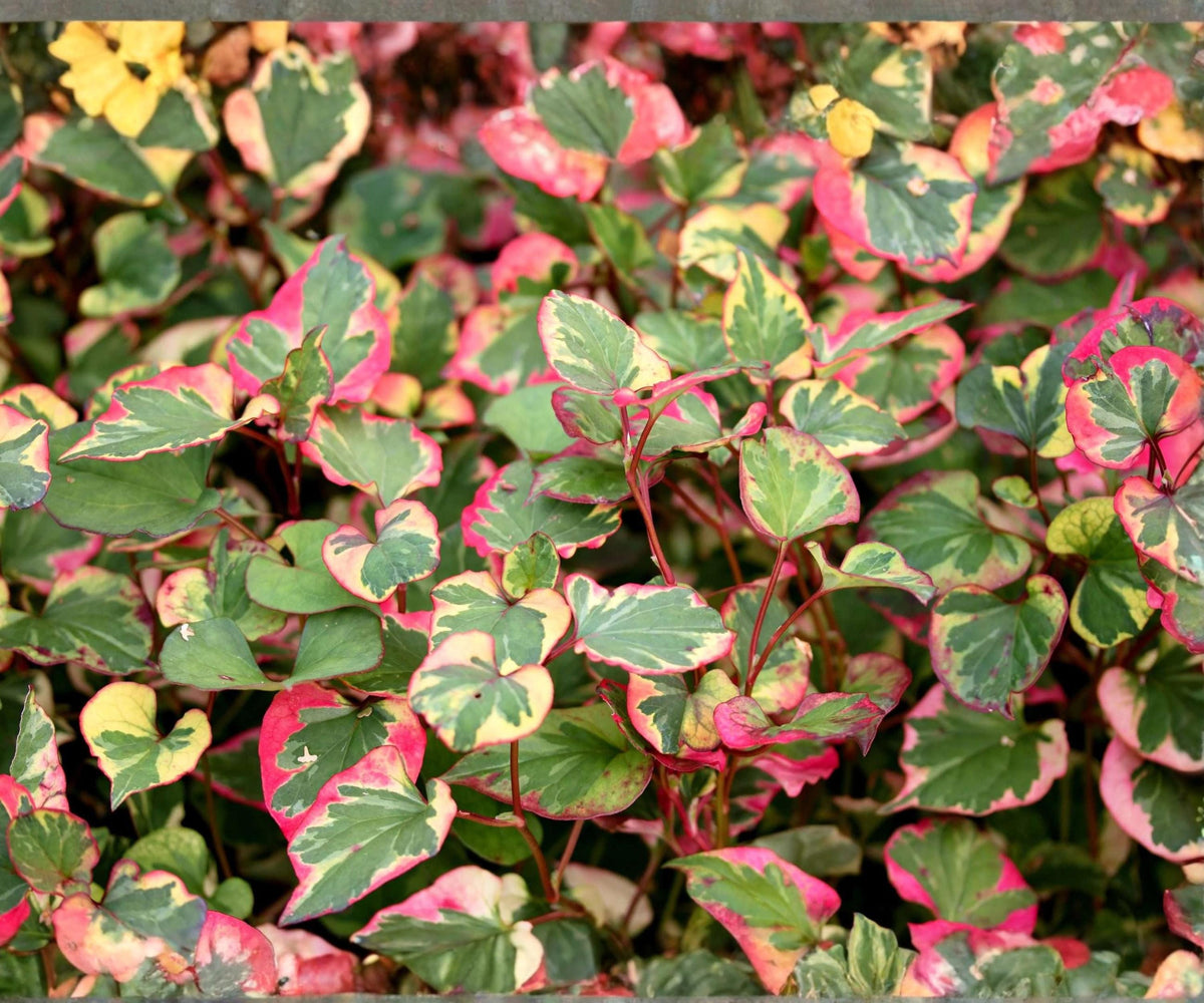 Chameleon Live Plant Pond Marginal – Variegated Houttuynia cordata ‘Variegata’ for Water Gardens & Bog Areas