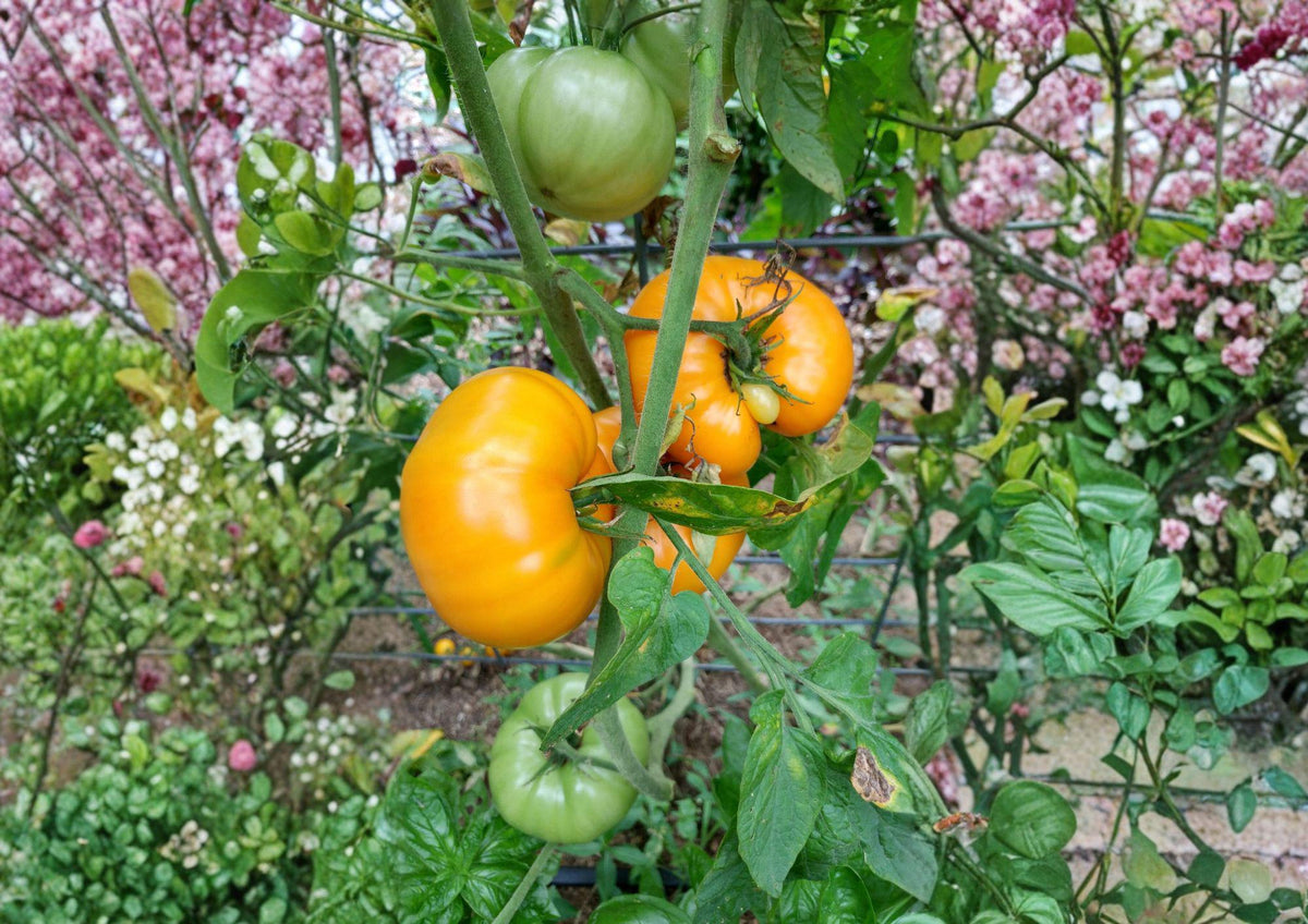120+ Yellow Brandywine Tomato Seeds - Heirloom Non-GMO Large Golden Slicing Tomato Seeds - Solanum Lycopersicum Garden Planting Seeds