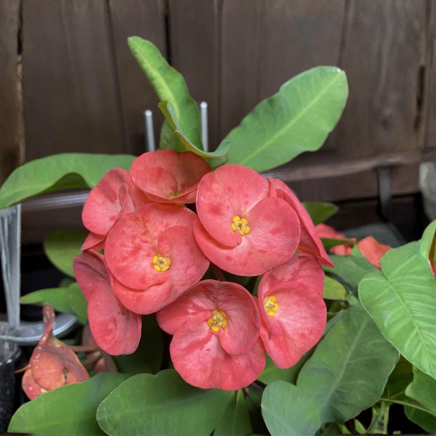 Coral Pink Crown of Thorns Cutting - Euphorbia milii Succulent Starter for Propagation, Indoor & Outdoor Plant