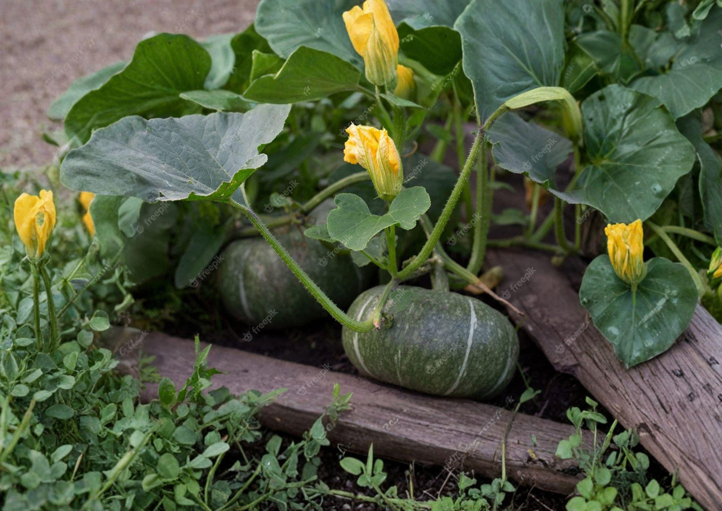 20+ Sugar Pie Pumpkin Seeds Heirloom Non-GMO Cucurbita pepo Small Pie Pumpkin Garden Planting Seeds