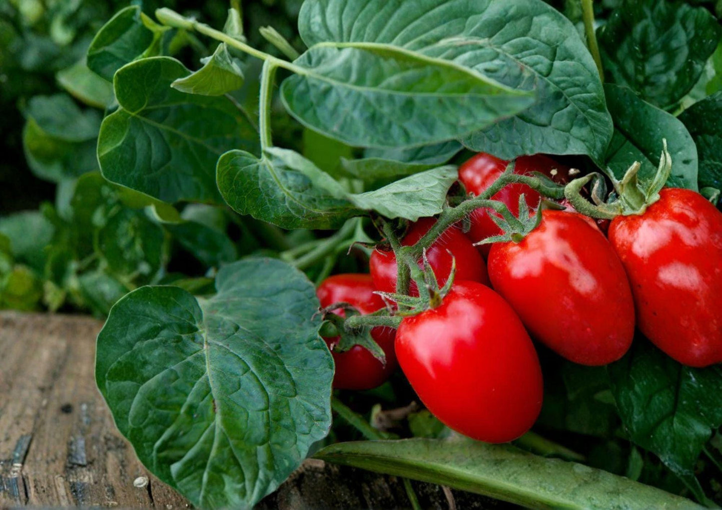 120+ Roma Tomato Seeds Heirloom Non-GMO Solanum Lycopersicum Paste Tomato for Canning and Sauce