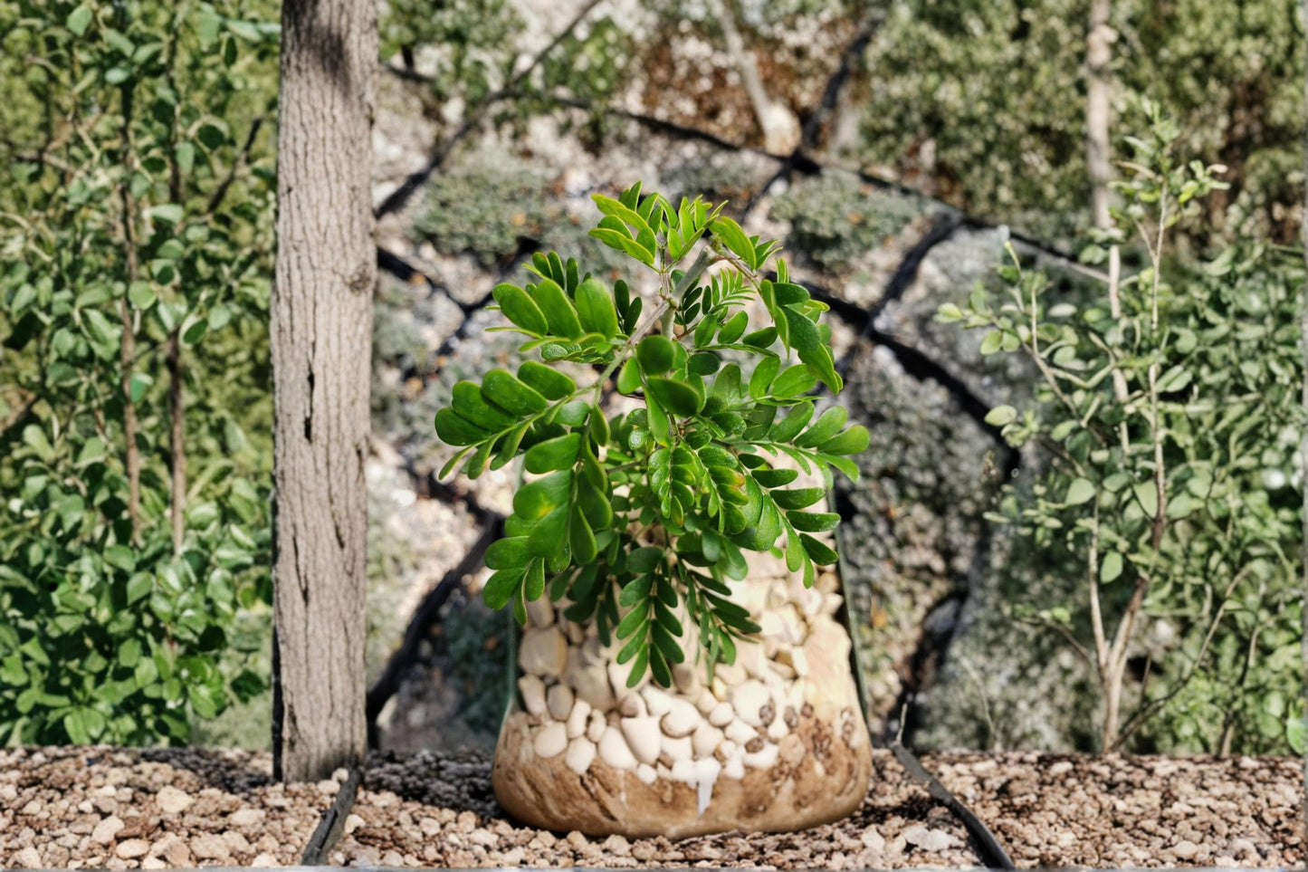 Texas Ebony Seeds – Pithecellobium flexicaule, Drought Tolerant Evergreen Tree, Creamy White Flowers, Desert Landscape Plant