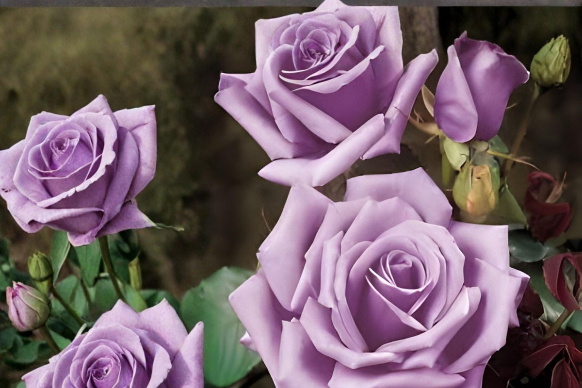 Blue Girl Rose Cuttings | Lavender Hybrid Tea Rose with Fragrant Blooms | Rosa ‘Blue Girl’ | 3 Live Unrooted Cuttings