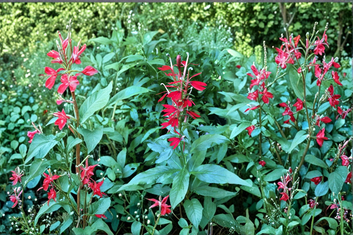 Cardinal Flower Seeds – Lobelia cardinalis – Perennial Wildflower with Bright Red Tubular Flowers for Pollinator Gardens