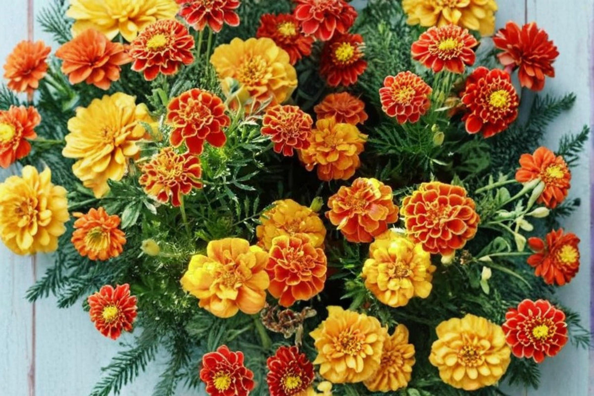 French Marigold Seeds – Tagetes patula, Compact Annual Flower, Mixed Yellow, Orange & Red Blooms, Easy Grow Garden Seed