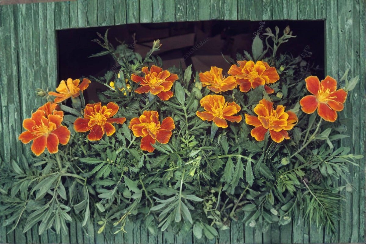 French Marigold Seeds – Tagetes patula, Compact Annual Flower, Bright Yellow, Orange & Red Blooms, Garden Bed & Container Plant