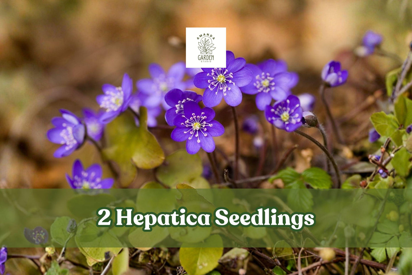 Hepatica Seedlings - 2 Live Perennial Plants for Woodland Gardens, Early Spring Blooms, Shade, Hepatica nobilis