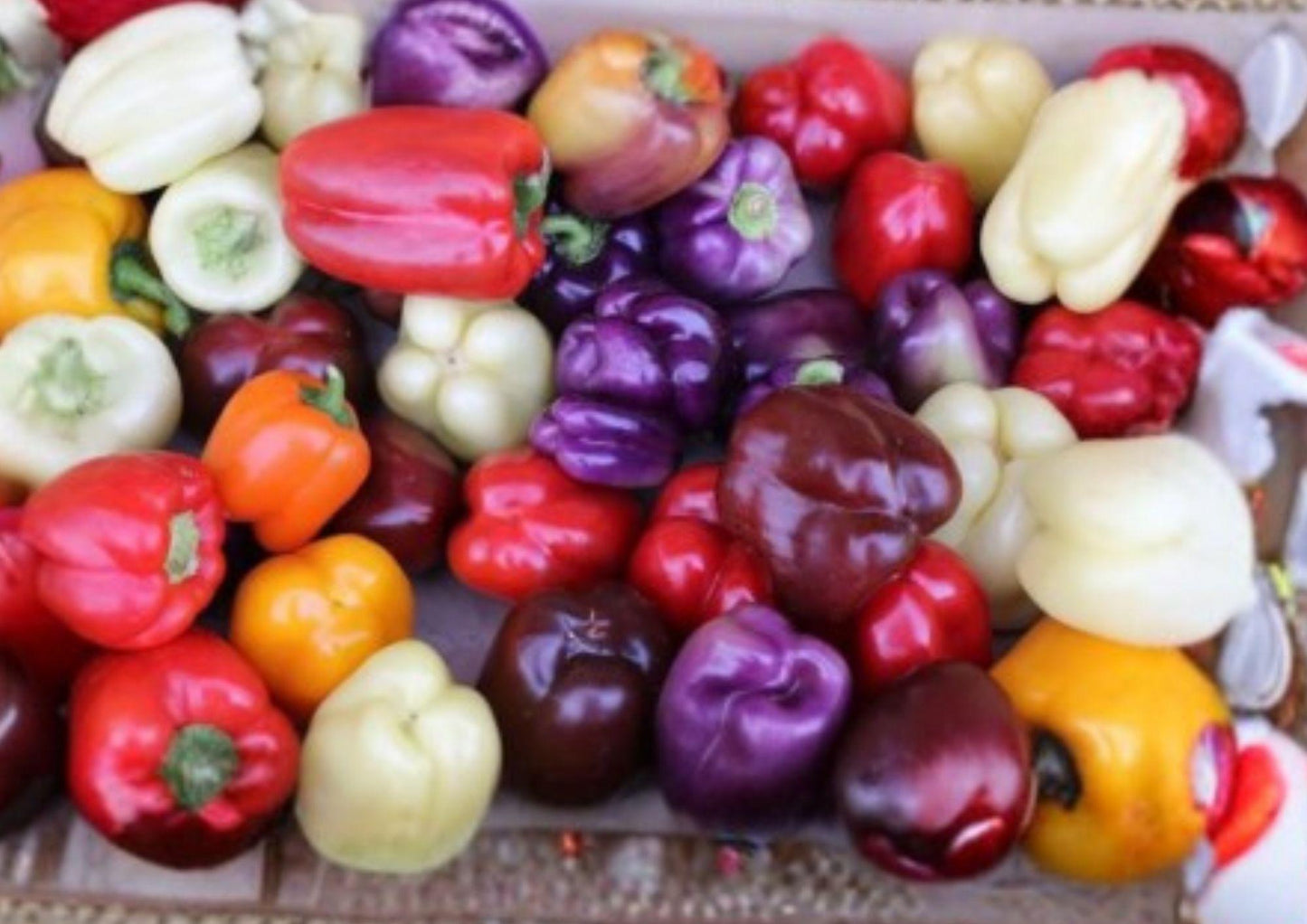 Rainbow Bell Pepper Seed Mix – 7 Color Varieties, Heirloom Non-GMO Sweet Pepper Seeds for Garden, Container, and Greenhouse Growing