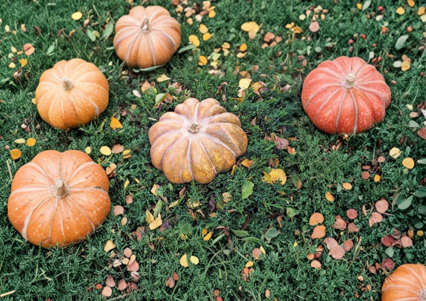 Fairytale Pumpkin Seeds, Heirloom Non-GMO, Musquée de Provence, Gourmet Cooking Pumpkin, Garden Planting, 15 Seeds