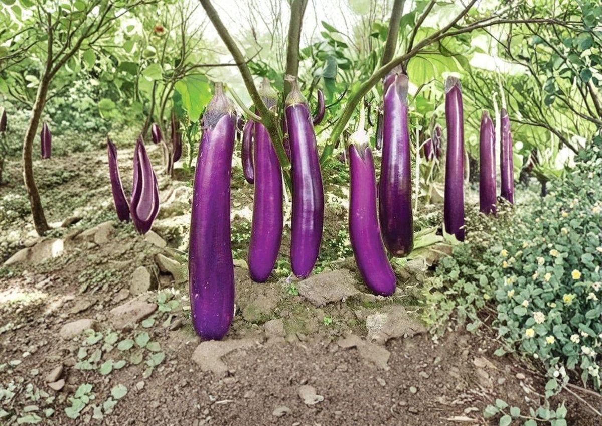 Long Purple Eggplant Seeds – Heirloom Organic Non-GMO Slender Asian Variety for Garden Planting, Gourmet Cooking