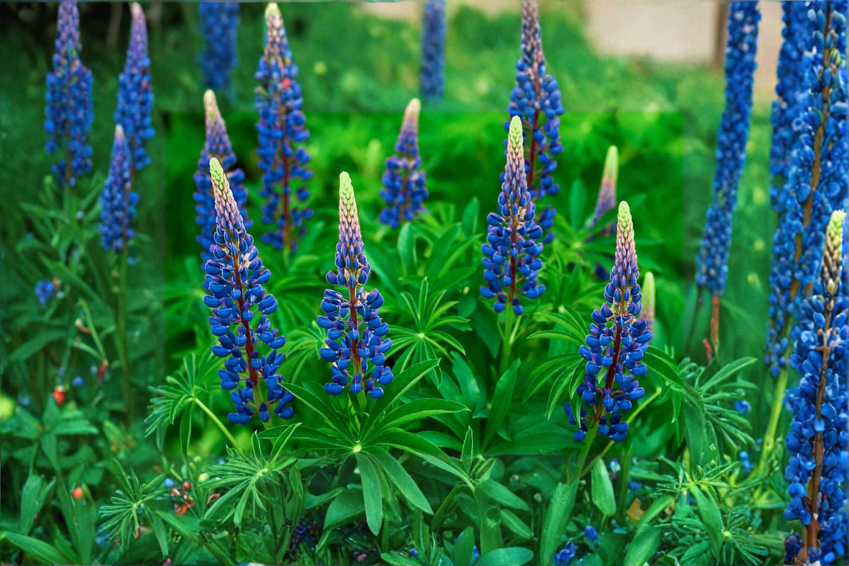 Blue Lupine Seeds – Perennial Flower Seed with Blue Blooms – Lupinus perennis for Native Gardens & Wildflower Planting