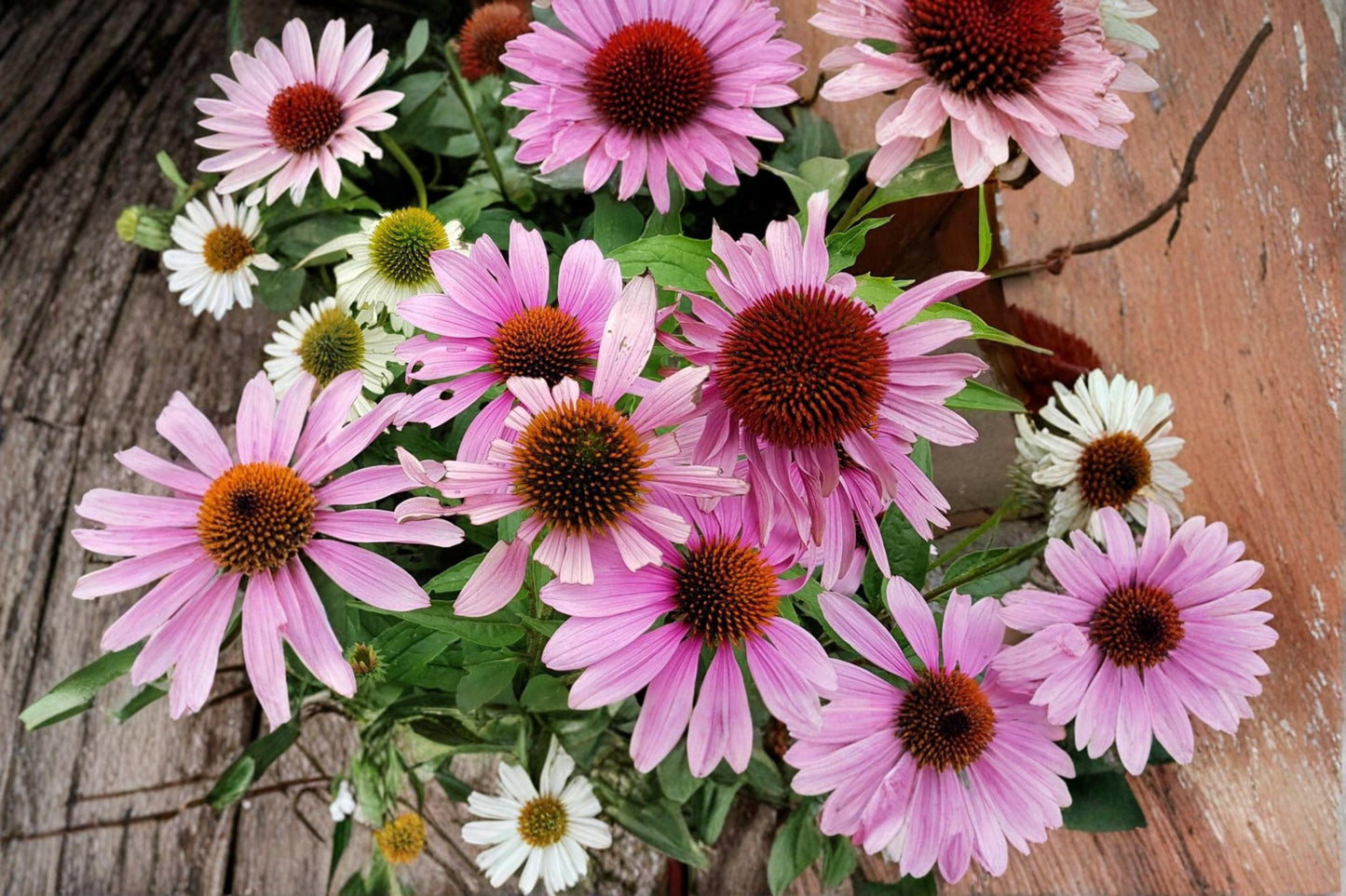 Purple Coneflower Seeds – Echinacea purpurea Wildflower, Perennial, Pollinator-Friendly, Drought Tolerant, Garden & Meadow Plant
