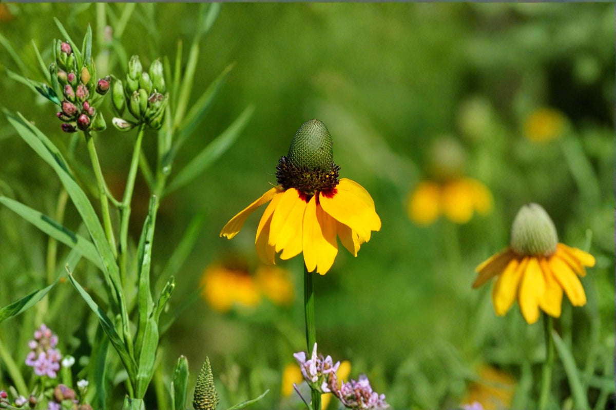 Clasping Coneflower Seeds – Rudbeckia amplexicaulis – Bright Yellow Wildflower for Full Sun & Naturalized Gardens