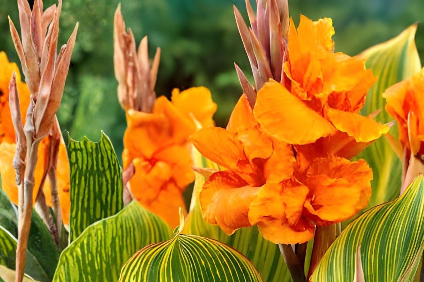 Canna Lily Bulb – Tropical Orange Blooms & Variegated Foliage – Canna ‘Pretoria’ (Bengal Tiger)