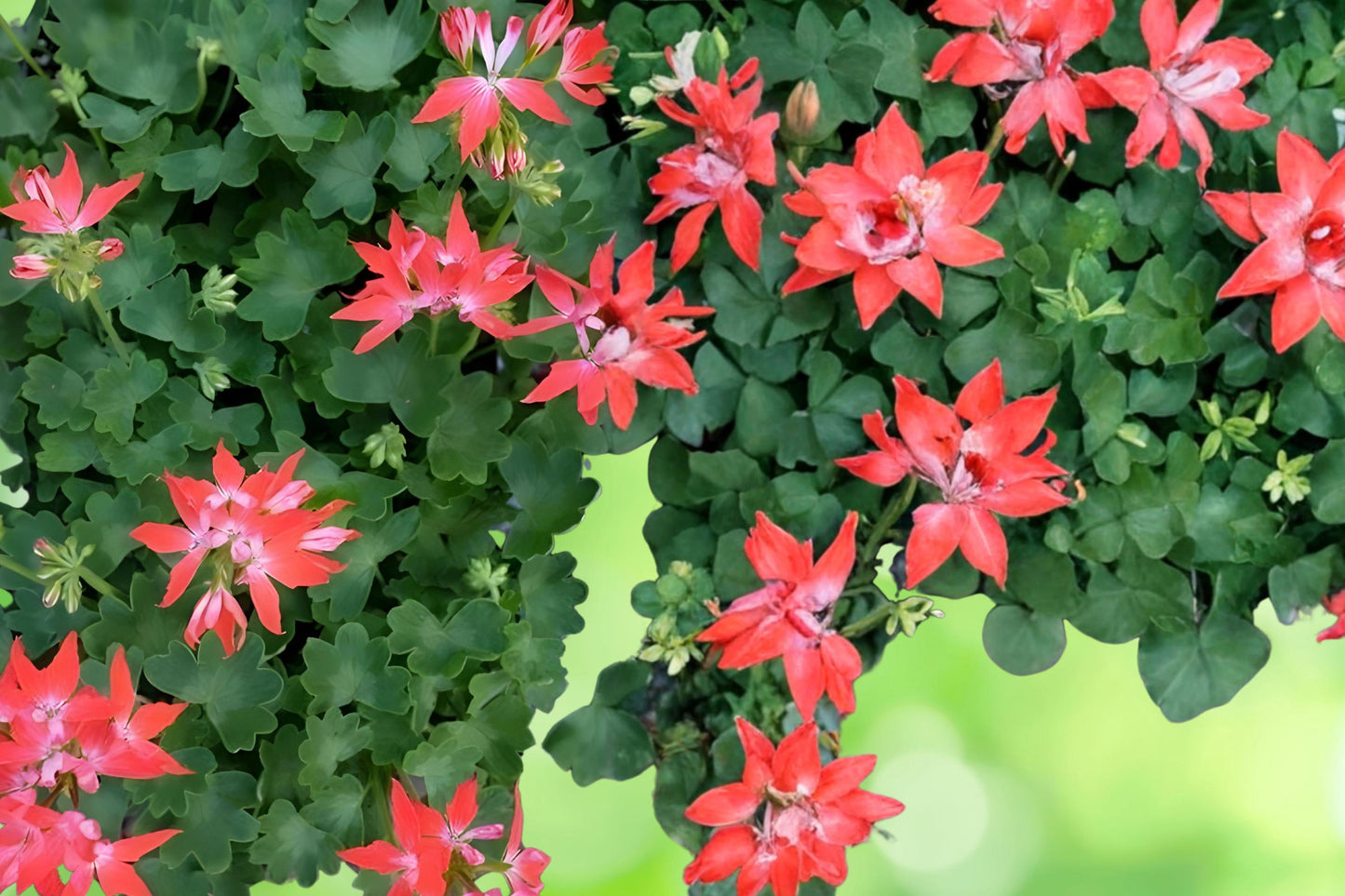 Fireworks Geranium Cuttings – Vibrant Red & White Blooms Pelargonium ‘Fireworks’ Flowering Plant
