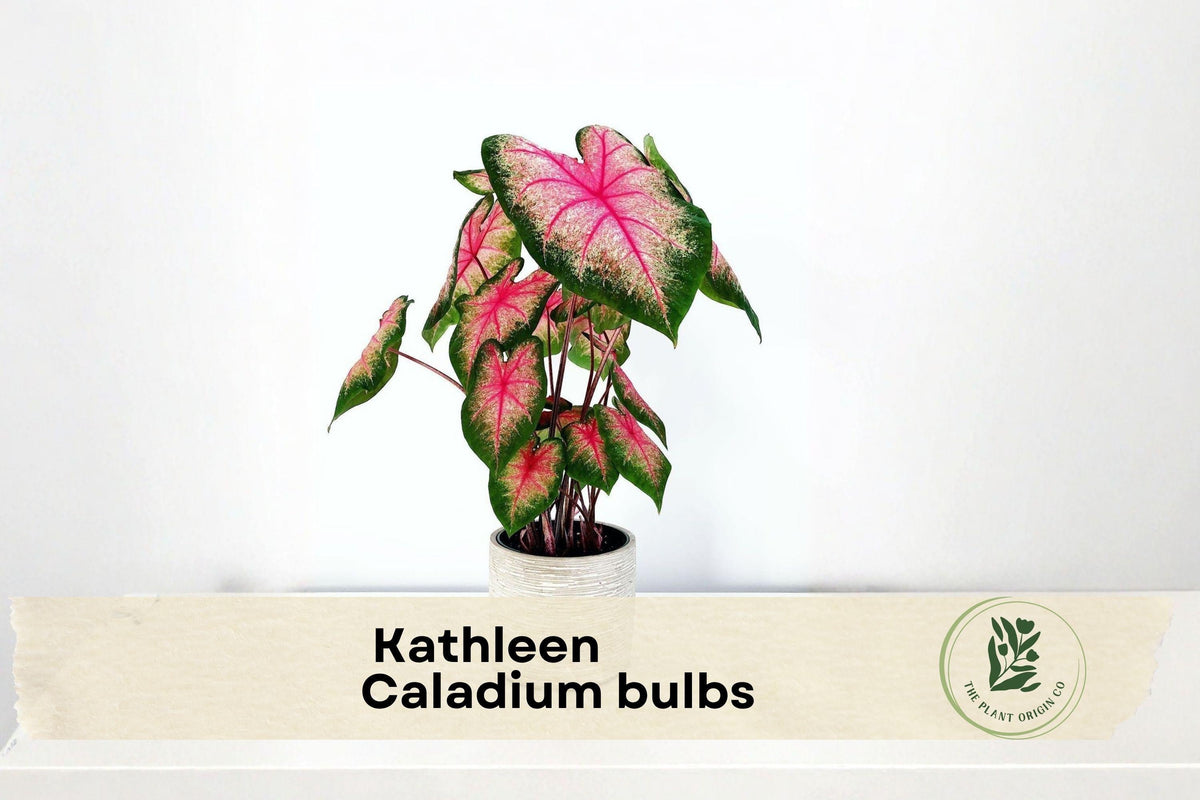 6 Kathleen Caladium Bulbs - Pink and Green Foliage, Tropical Ornamental Plant, Caladium bicolor for Shade Gardens & Containers